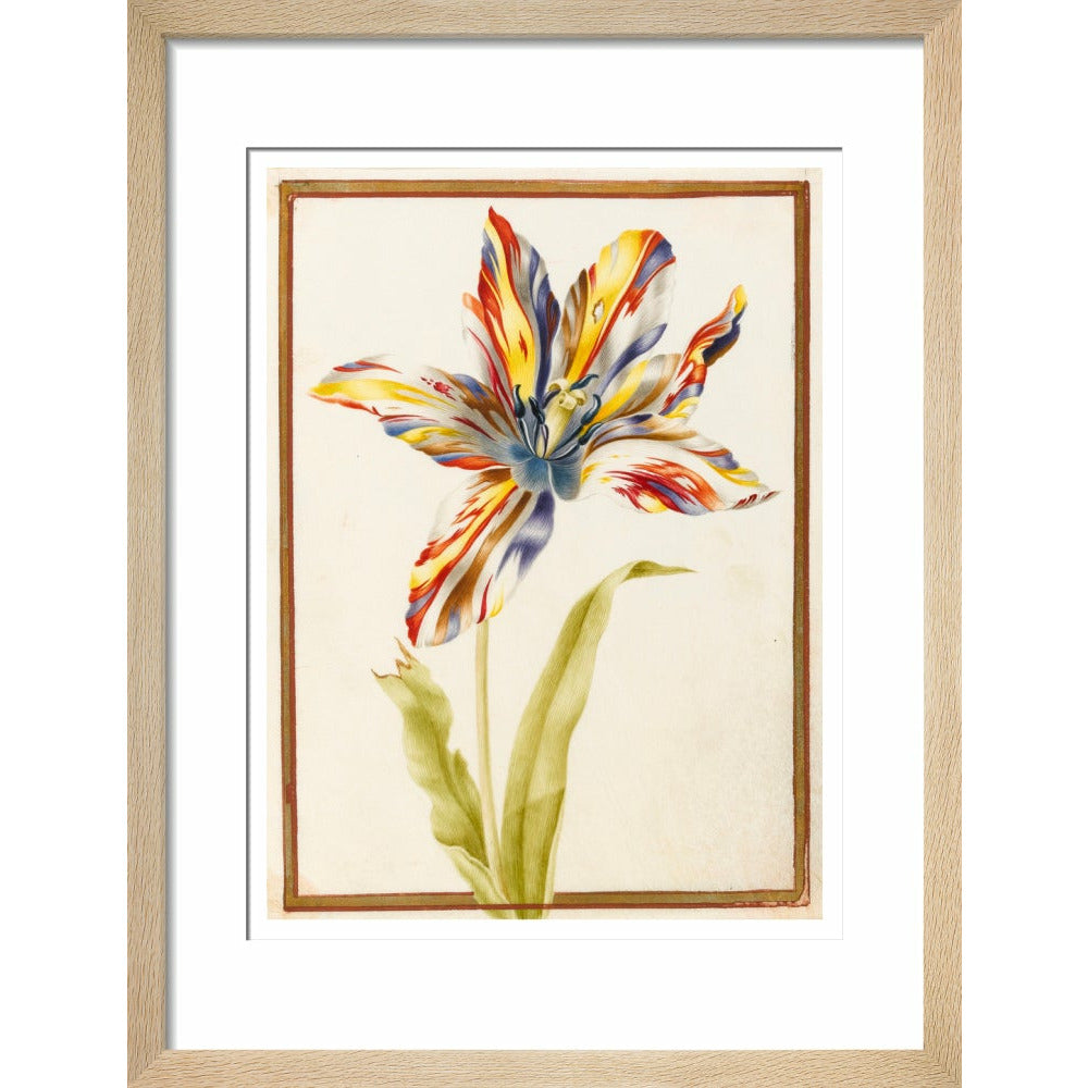 A multicoloured 'broken' tulip - Art print