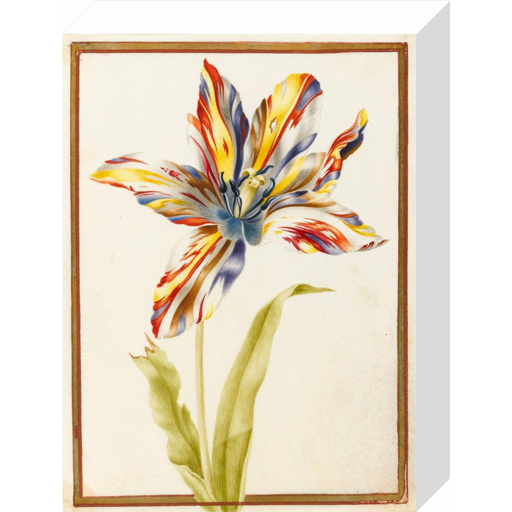 A multicoloured 'broken' tulip - Art print