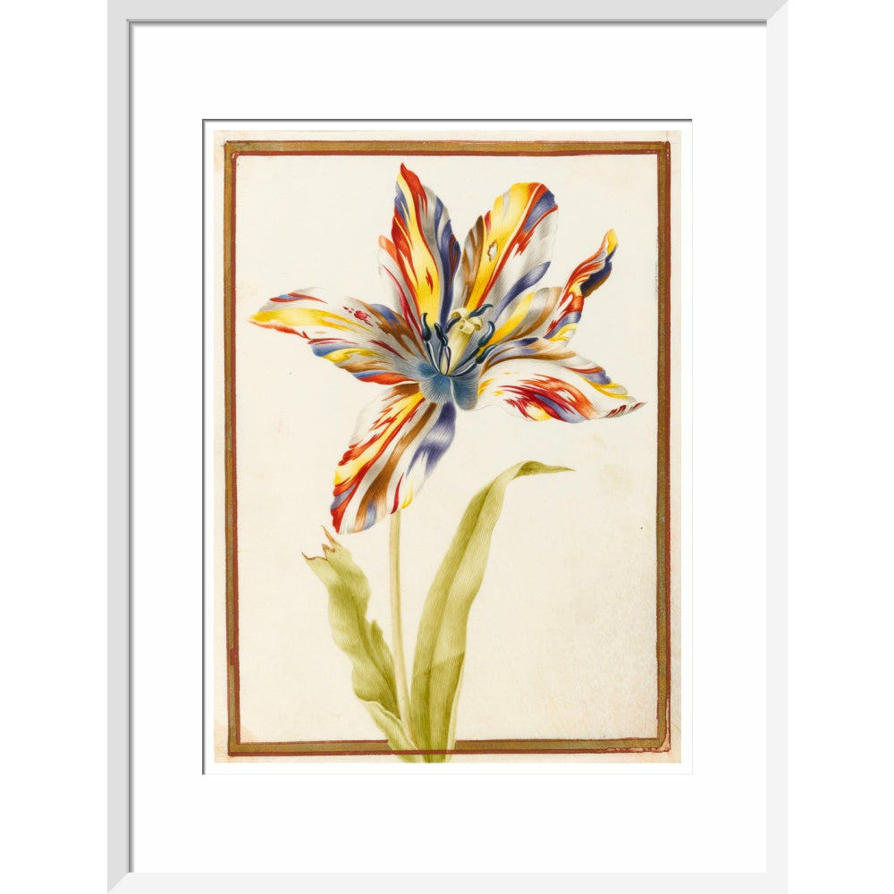 A multicoloured 'broken' tulip - Art print