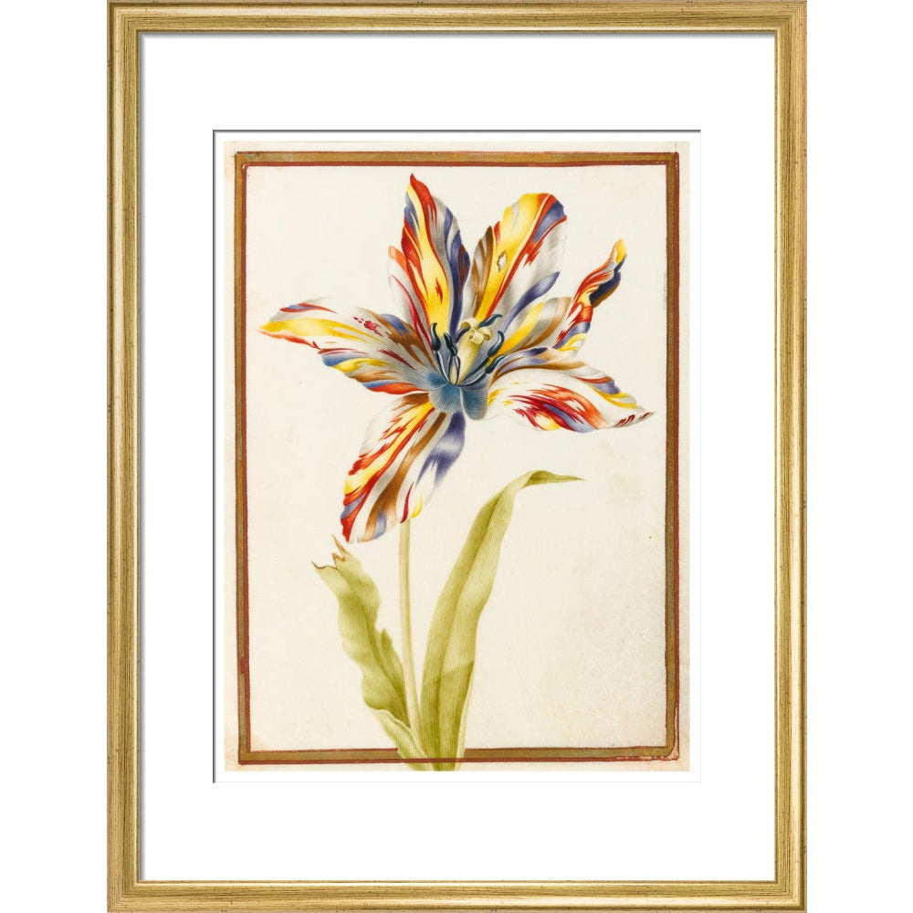A multicoloured 'broken' tulip - Art print
