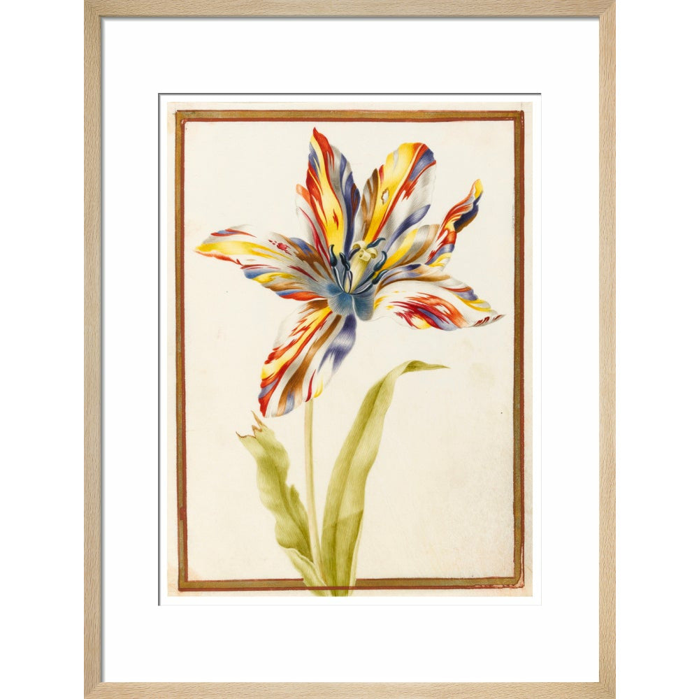 A multicoloured 'broken' tulip - Art print