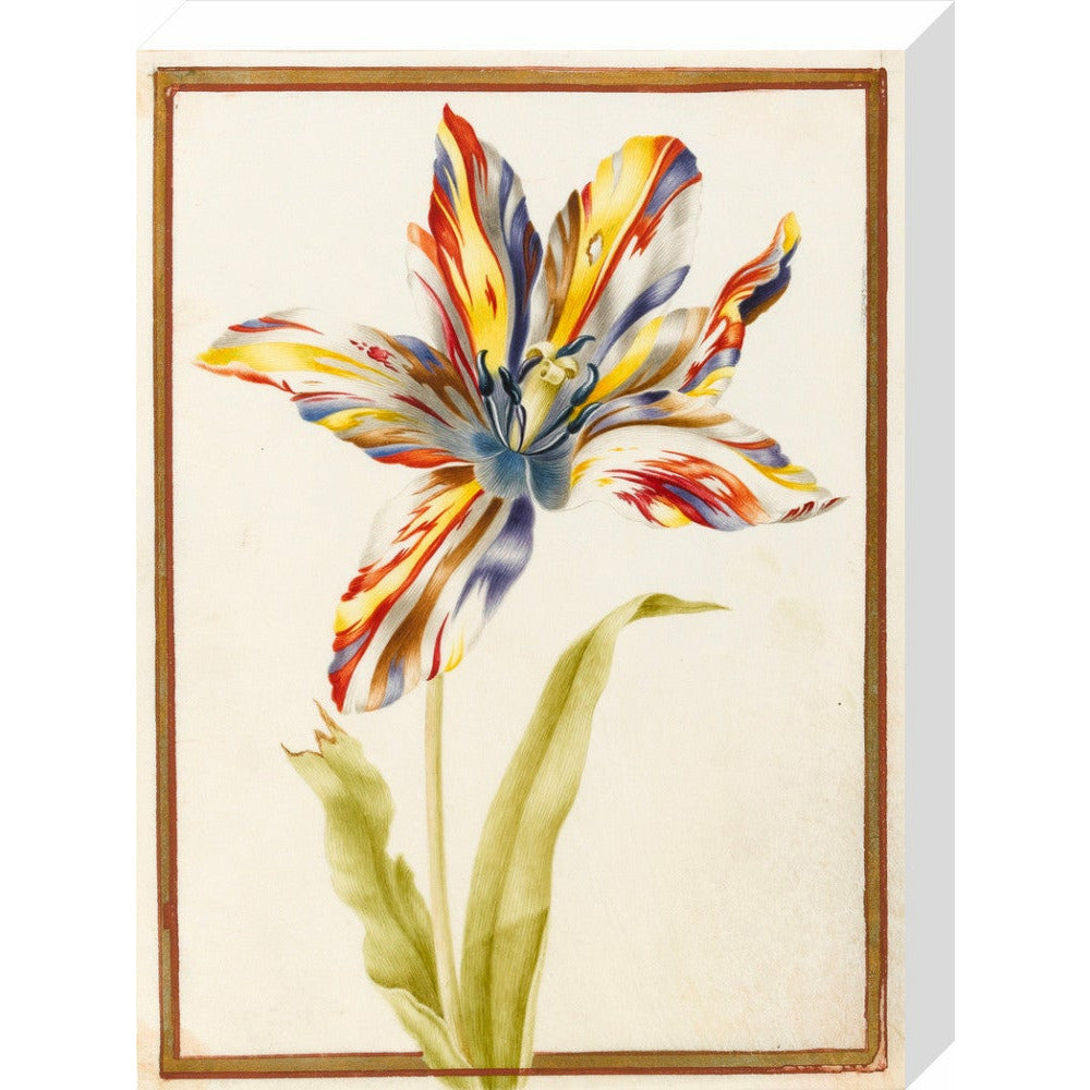 A multicoloured 'broken' tulip - Art print