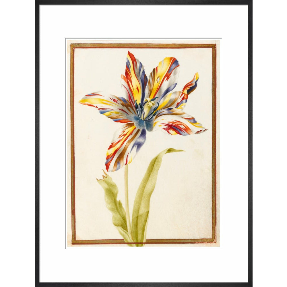A multicoloured 'broken' tulip - Art print