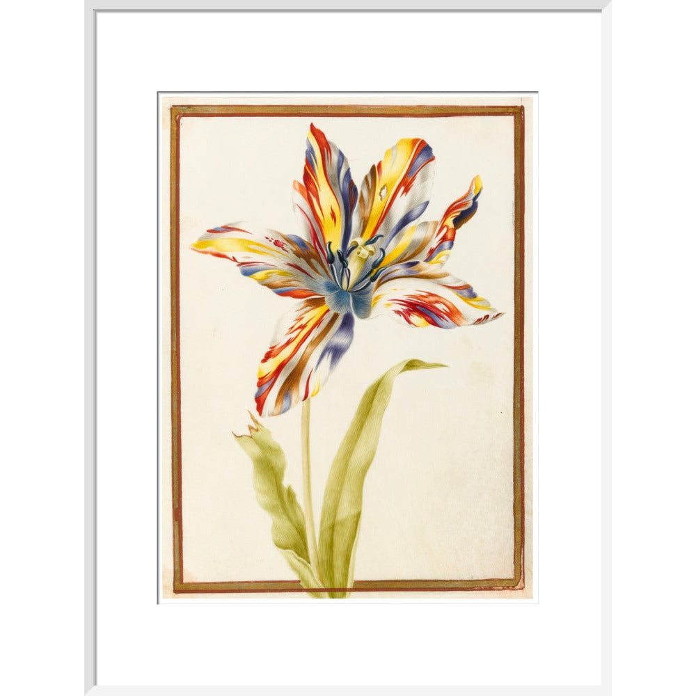 A multicoloured 'broken' tulip - Art print