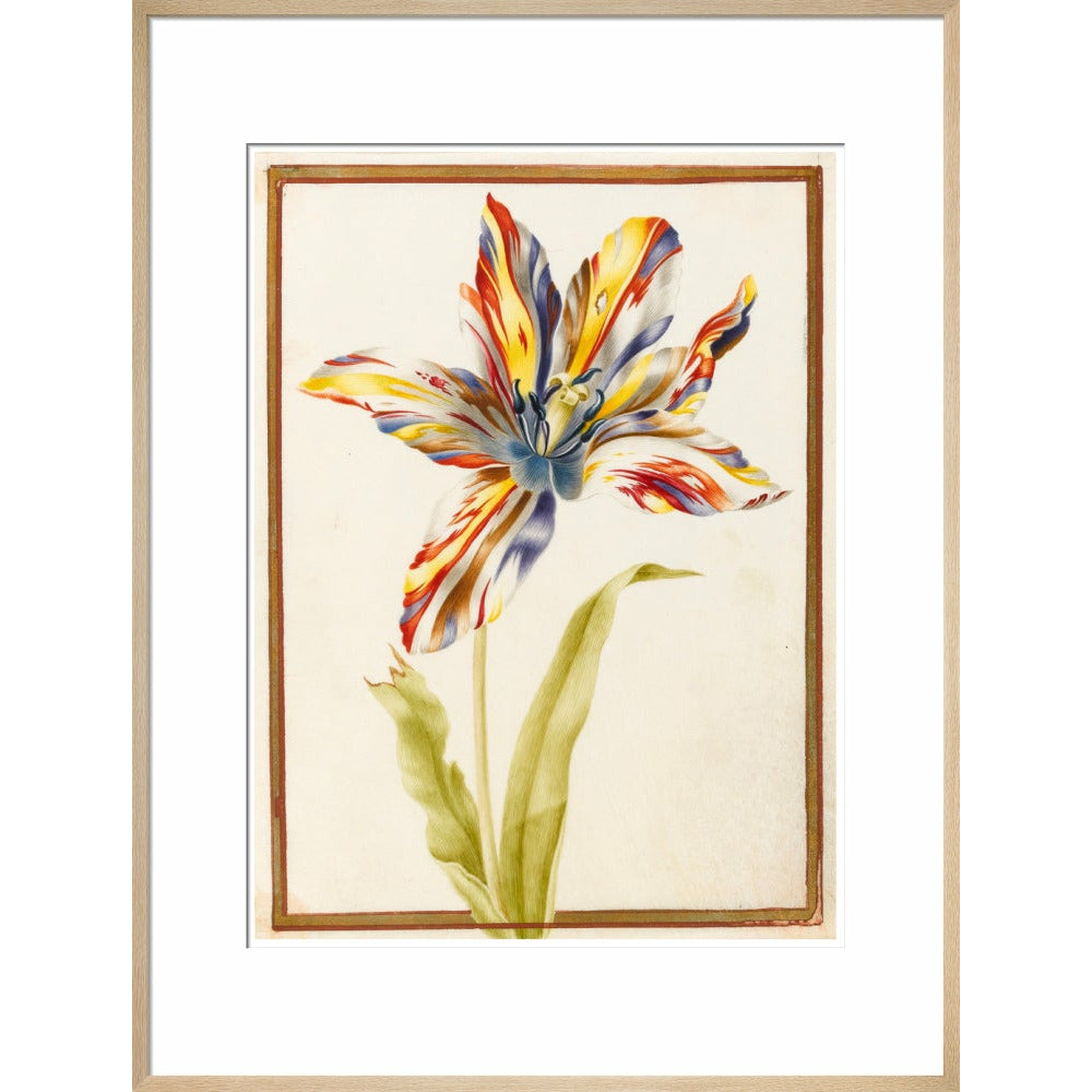 A multicoloured 'broken' tulip - Art print