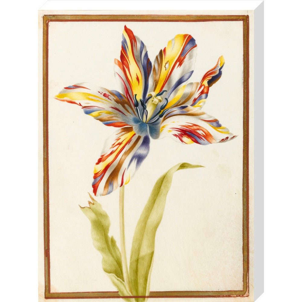 A multicoloured 'broken' tulip - Art print