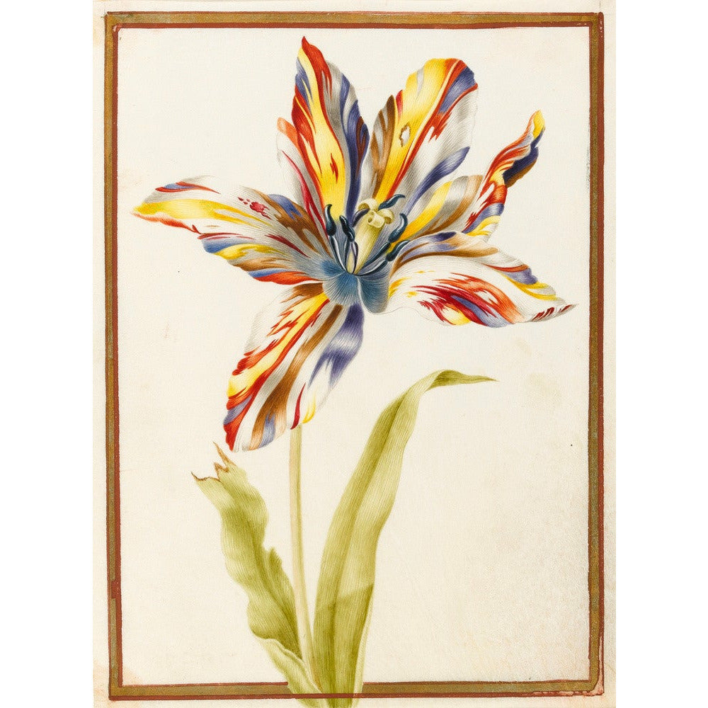 A multicoloured 'broken' tulip - Art print