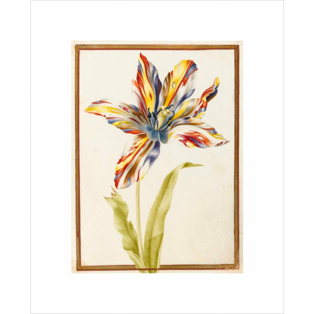 A multicoloured 'broken' tulip - Art print