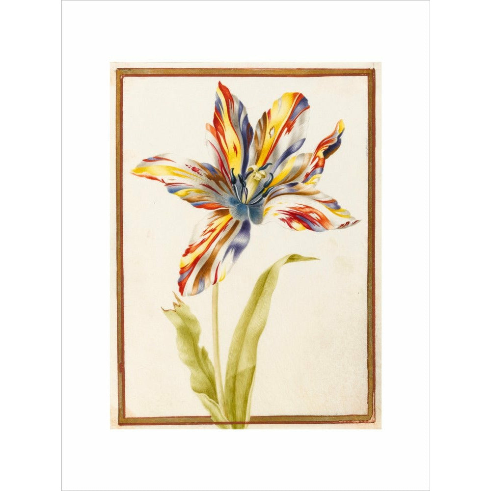 A multicoloured 'broken' tulip - Art print
