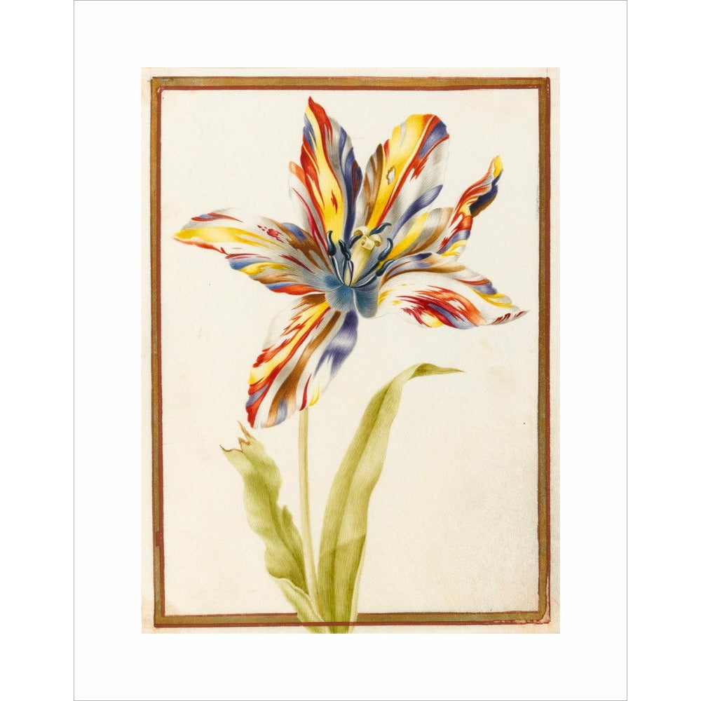 A multicoloured 'broken' tulip - Art print