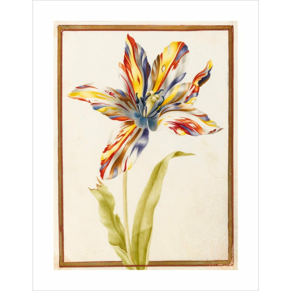 A multicoloured 'broken' tulip - Art print