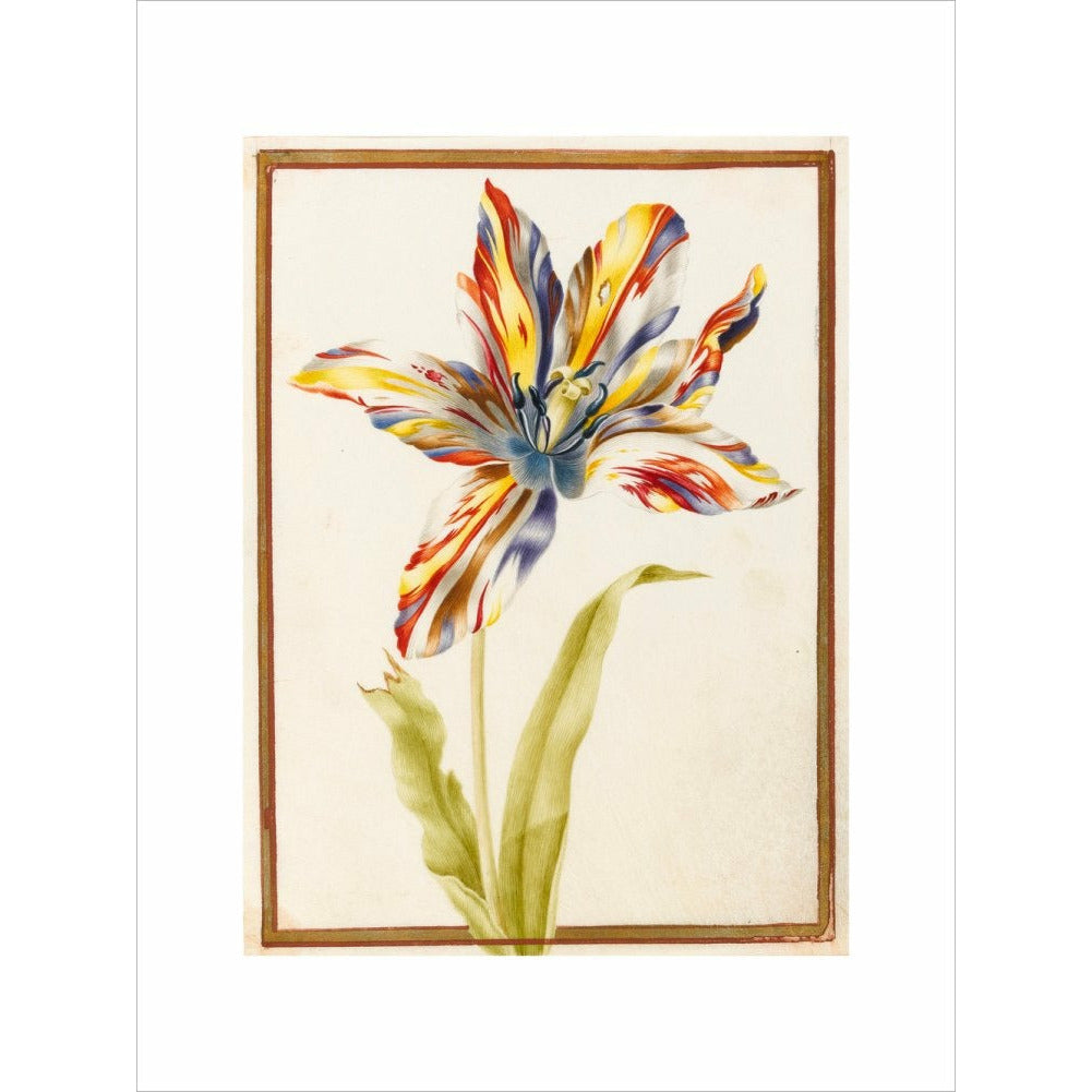 A multicoloured 'broken' tulip - Art print