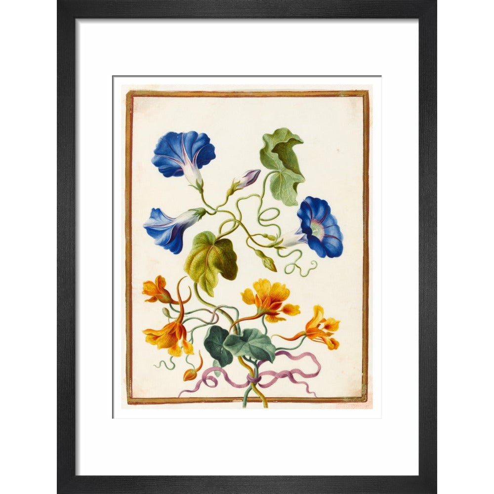 Morning Glory - Art print