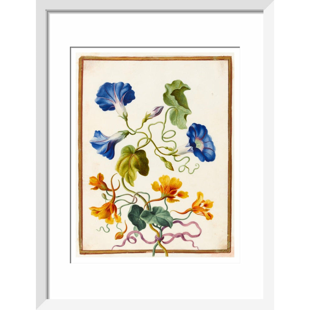 Morning Glory - Art print