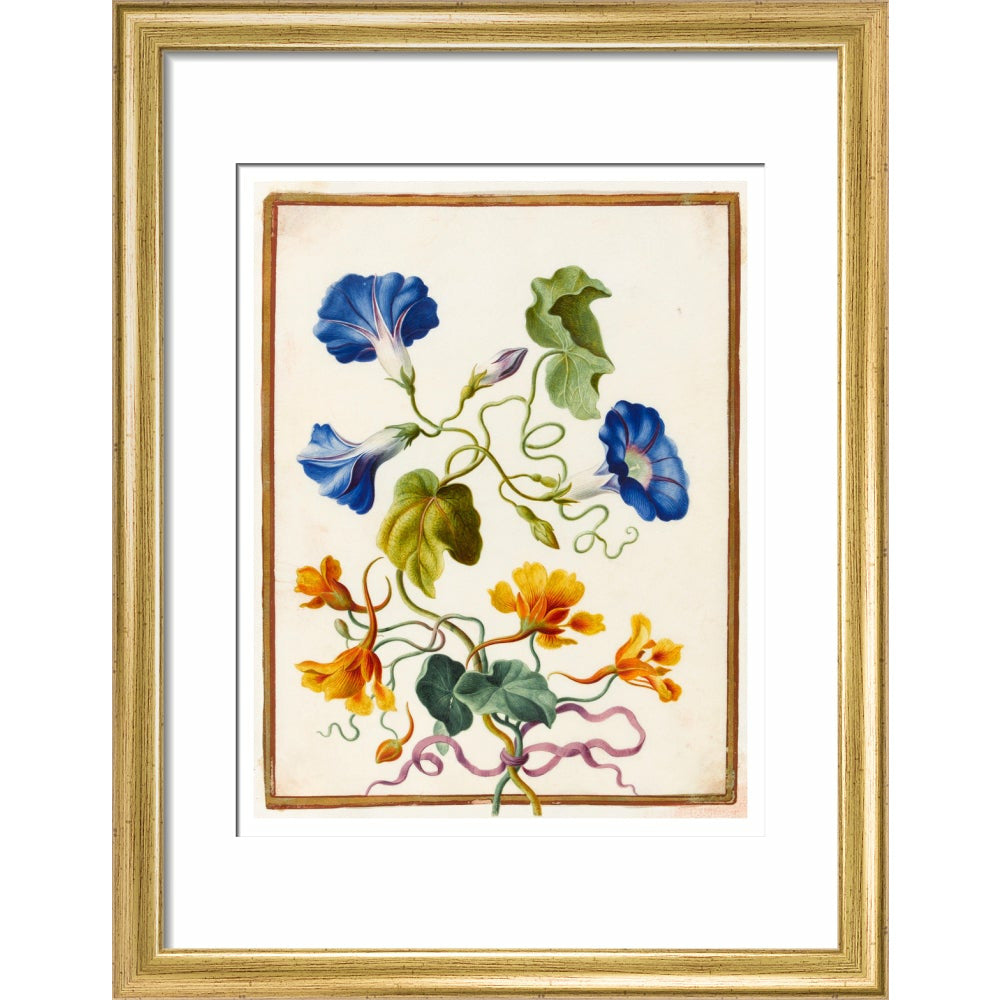 Morning Glory - Art print