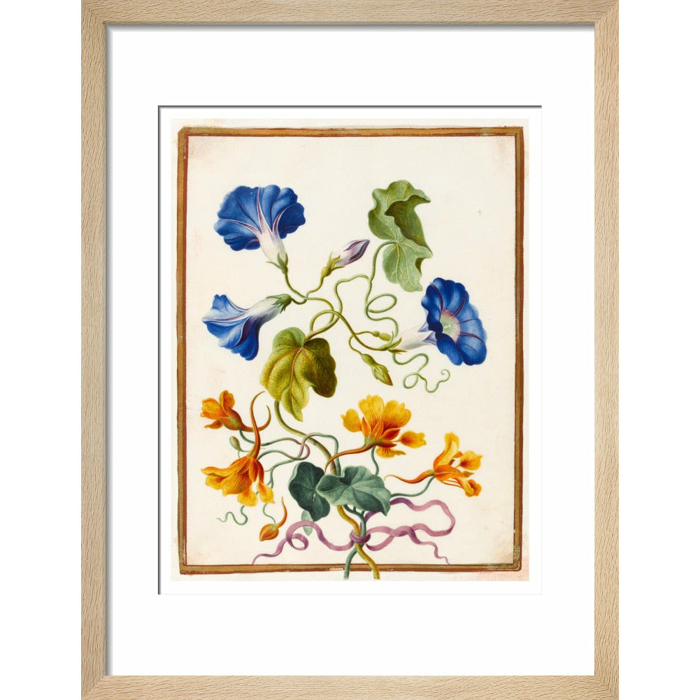 Morning Glory - Art print