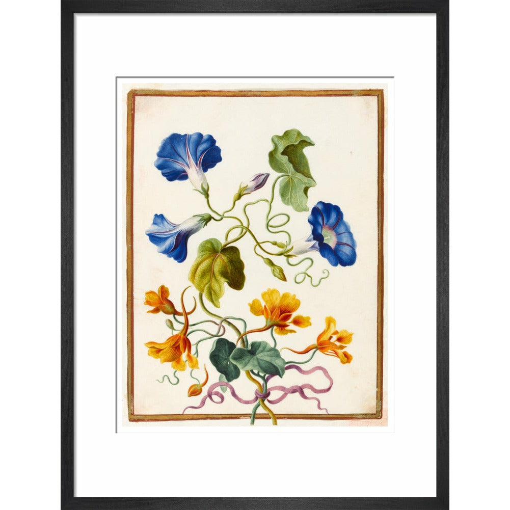 Morning Glory - Art print