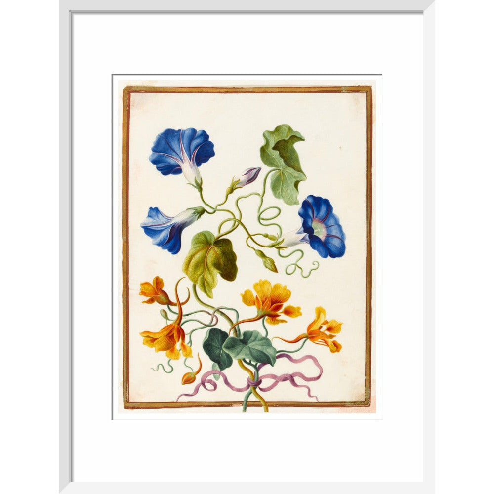 Morning Glory - Art print