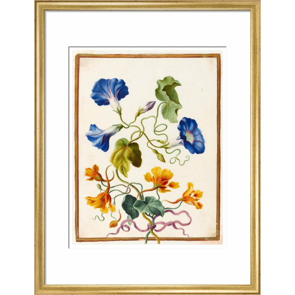 Morning Glory - Art print