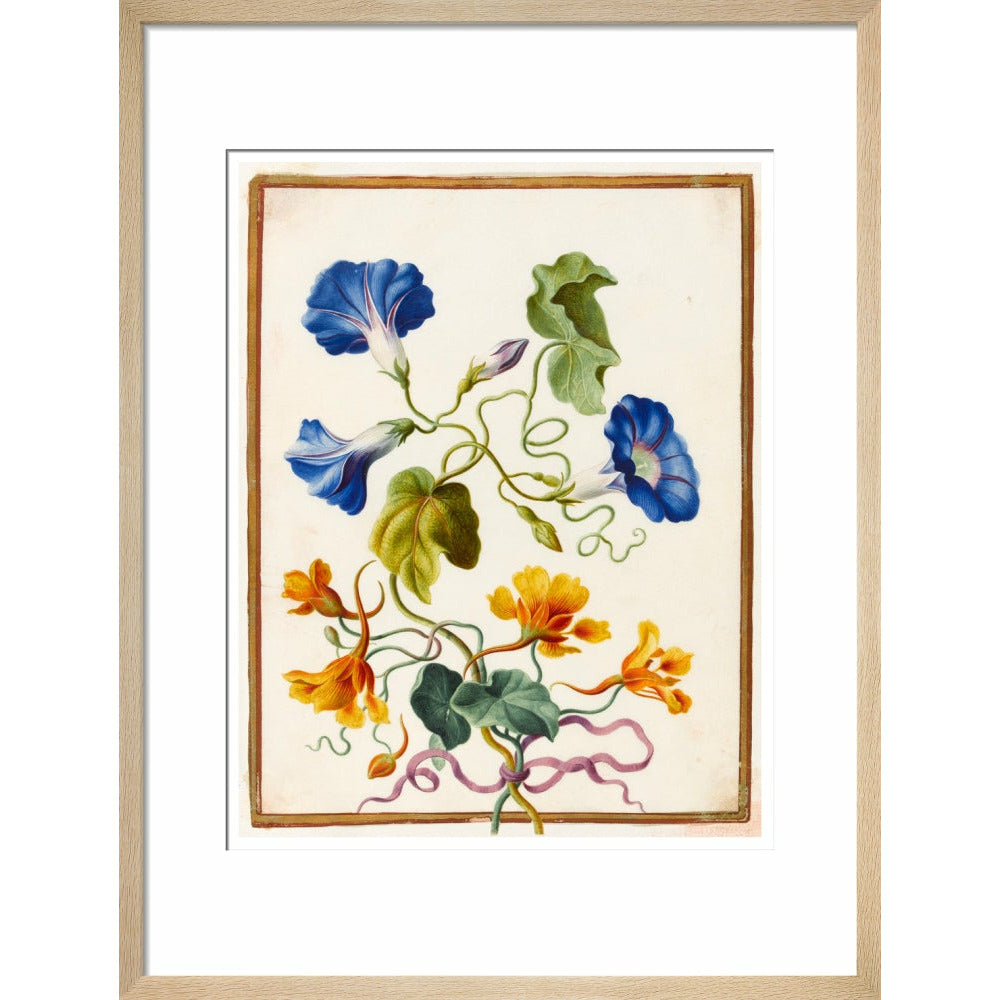 Morning Glory - Art print