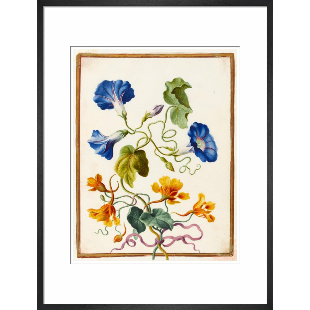 Morning Glory - Art print
