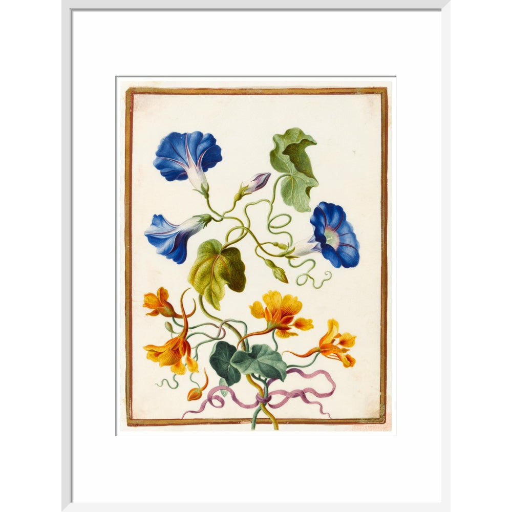 Morning Glory - Art print