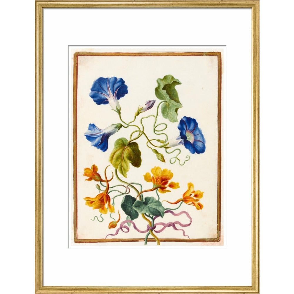 Morning Glory - Art print