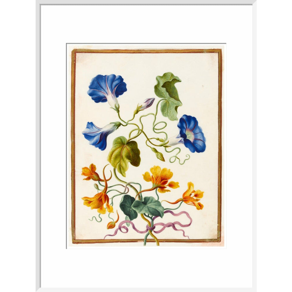 Morning Glory - Art print