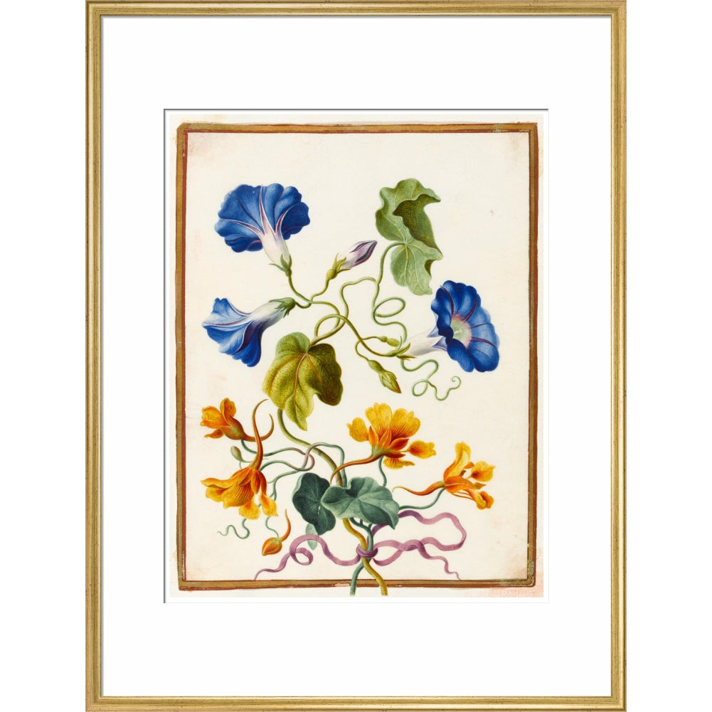 Morning Glory - Art print