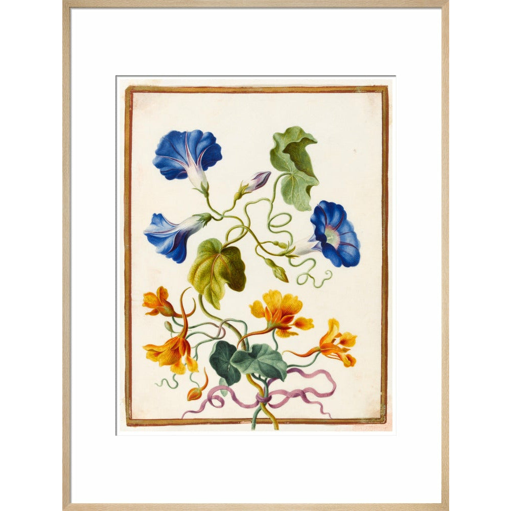 Morning Glory - Art print