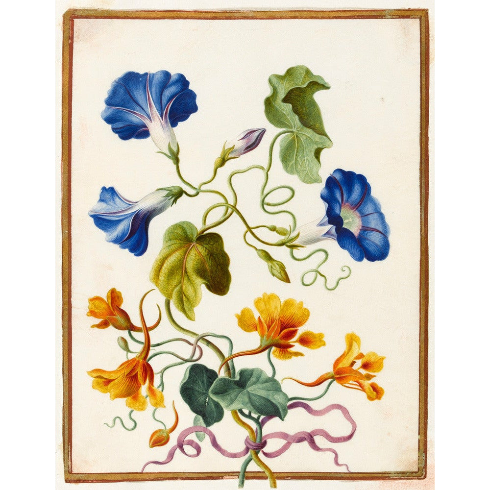 Morning Glory - Art print