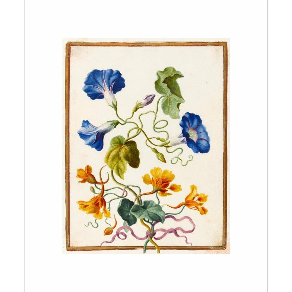 Morning Glory - Art print