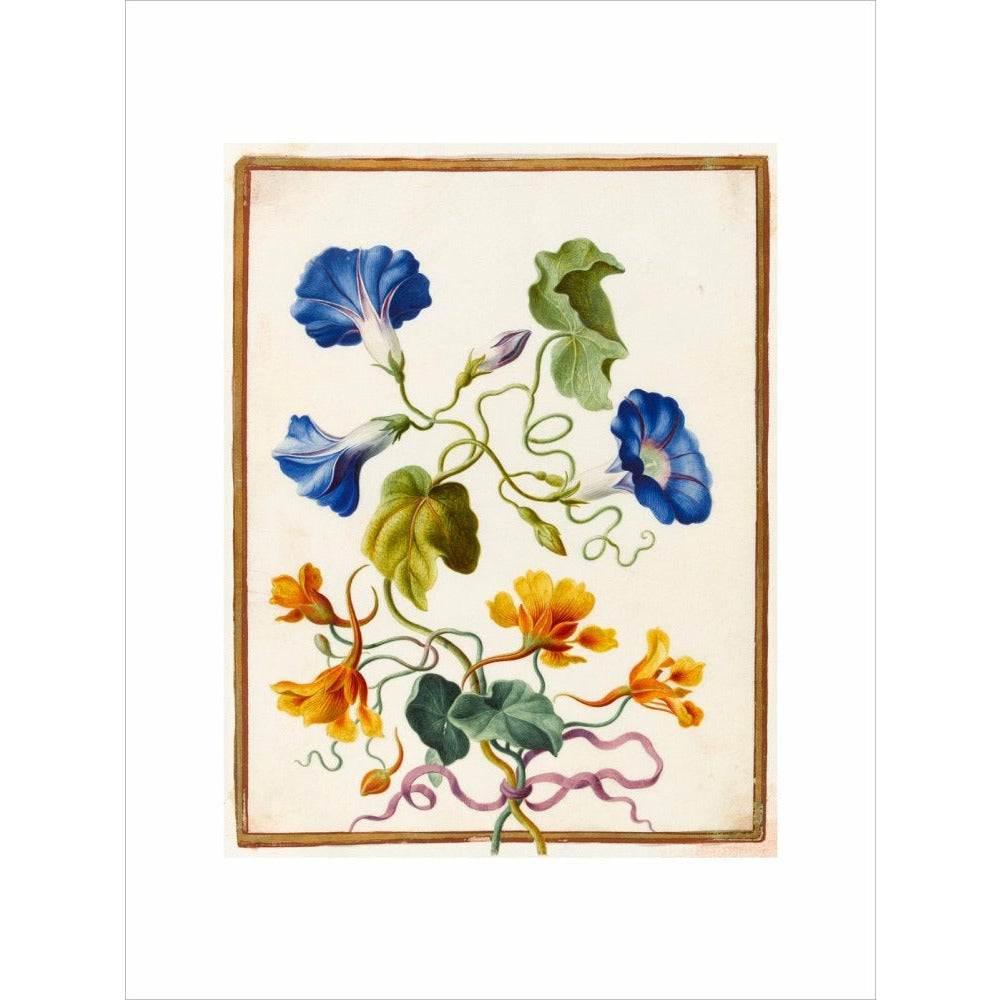 Morning Glory - Art print