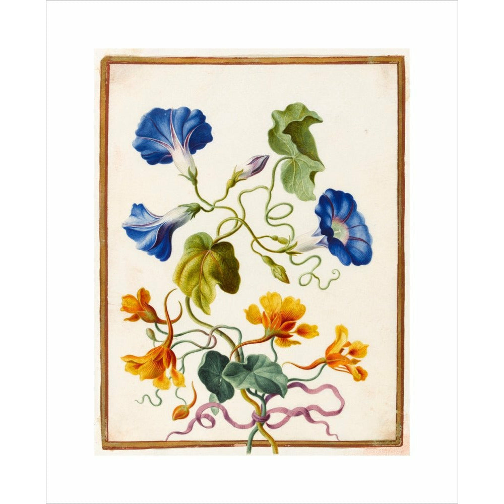 Morning Glory - Art print