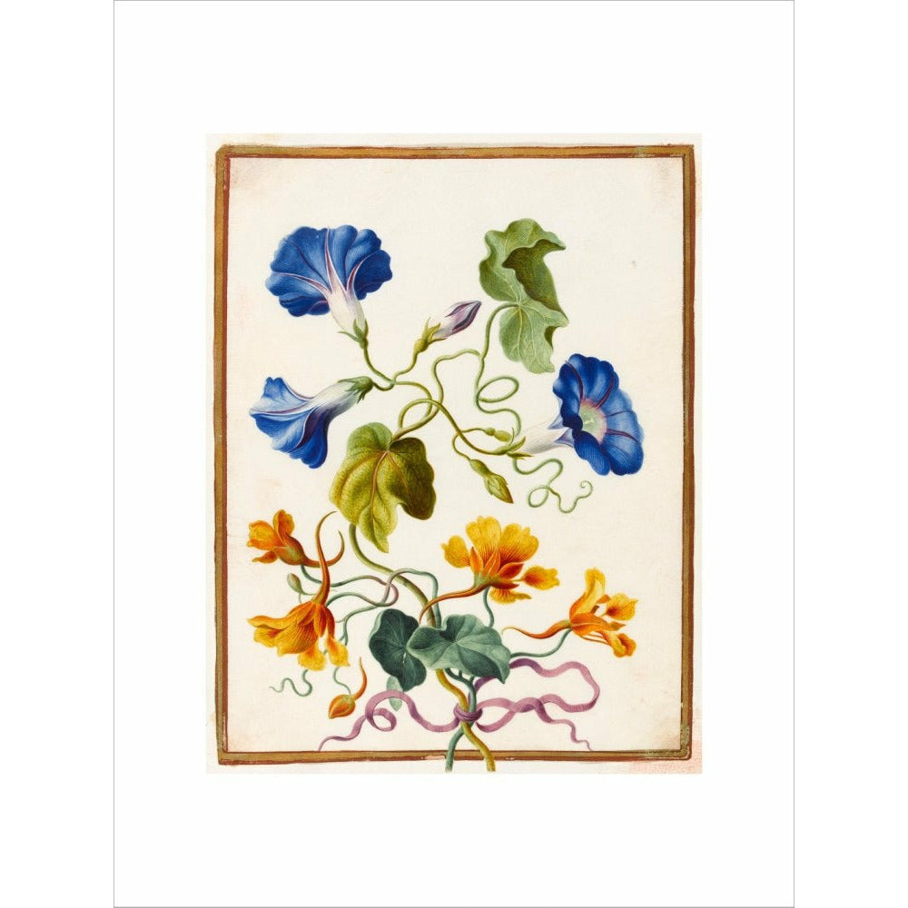 Morning Glory - Art print