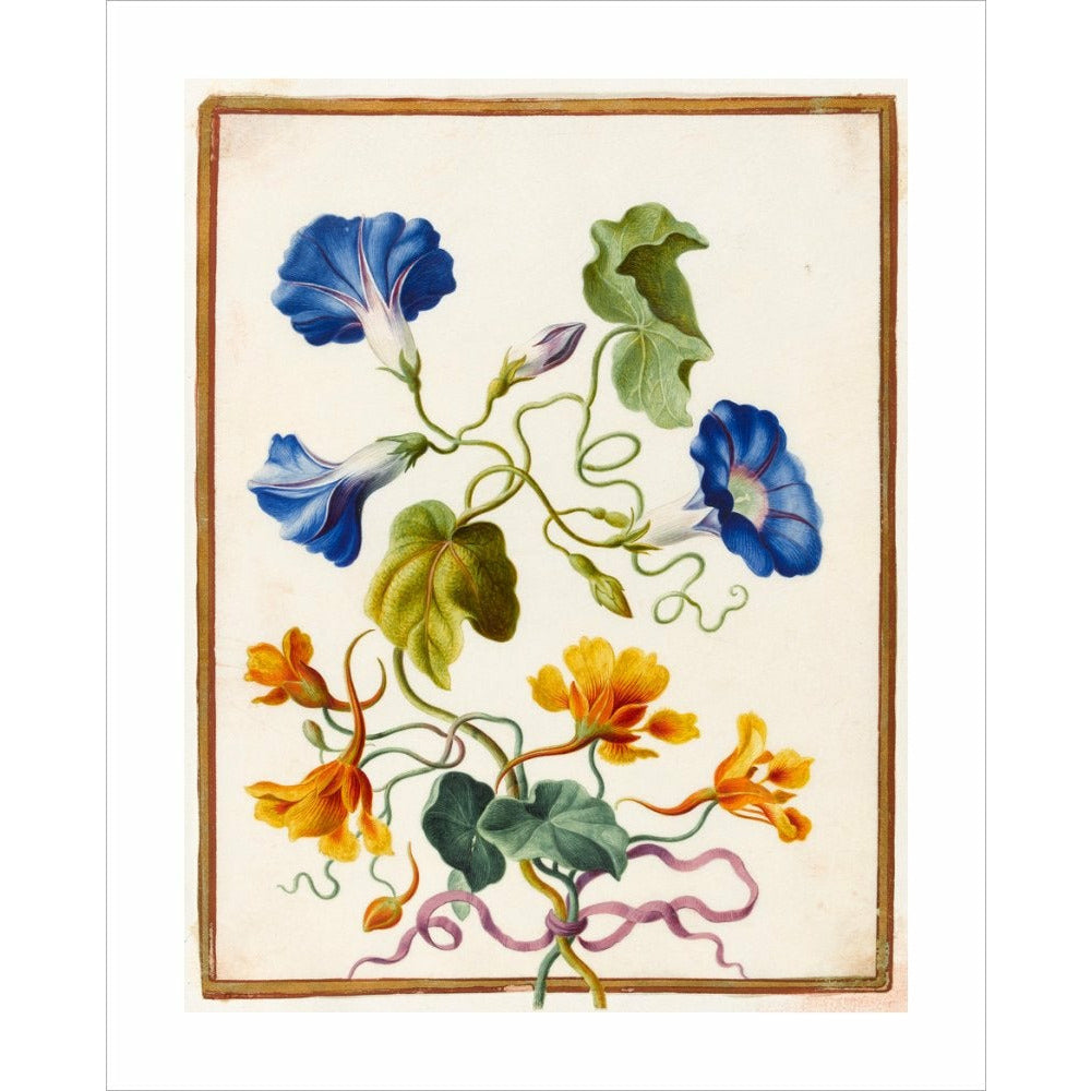 Morning Glory - Art print