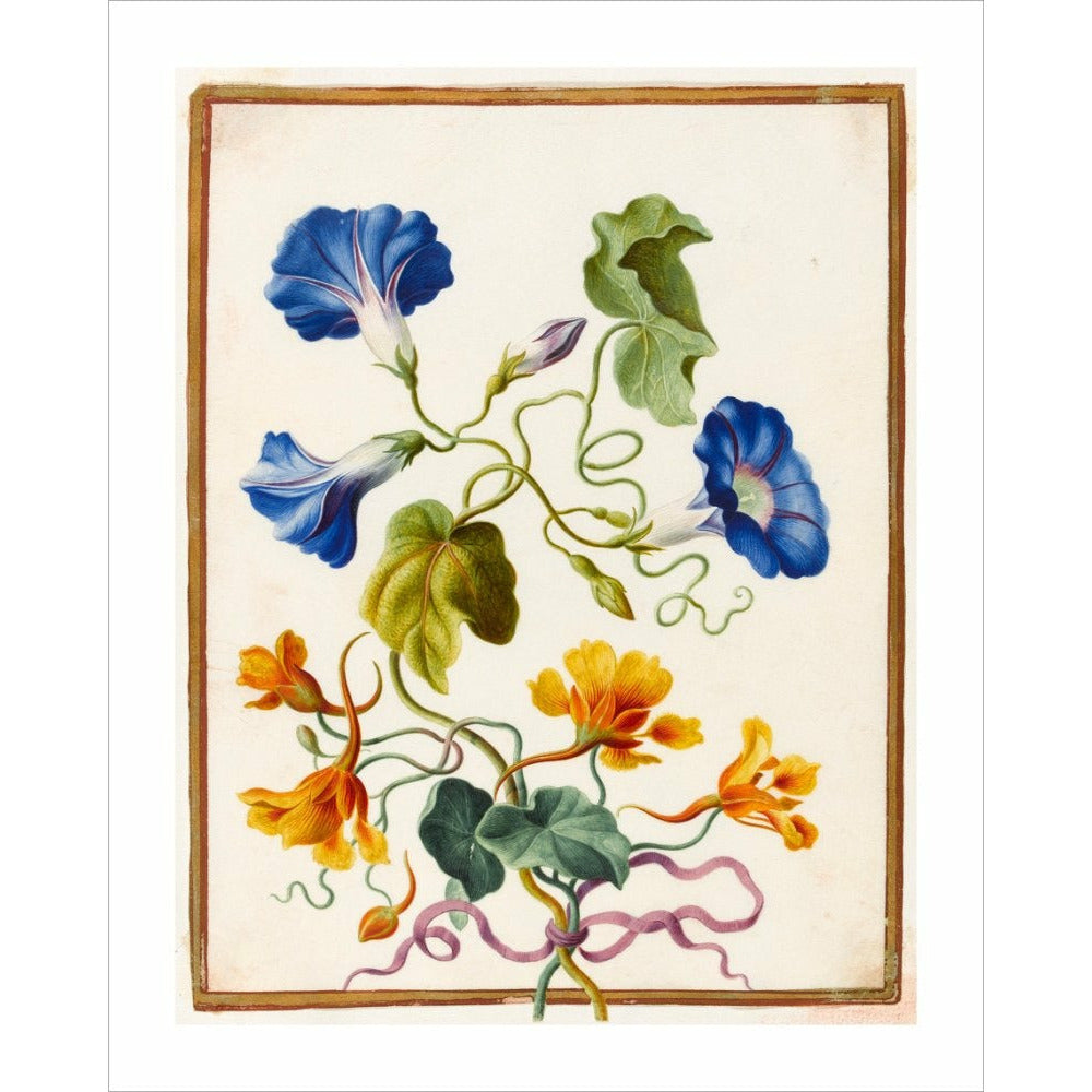 Morning Glory - Art print