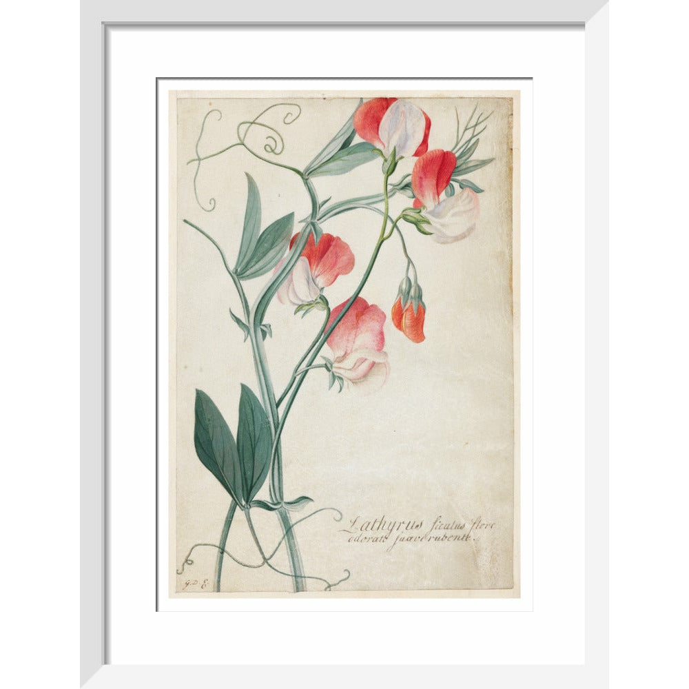 Sweet Pea - Art print