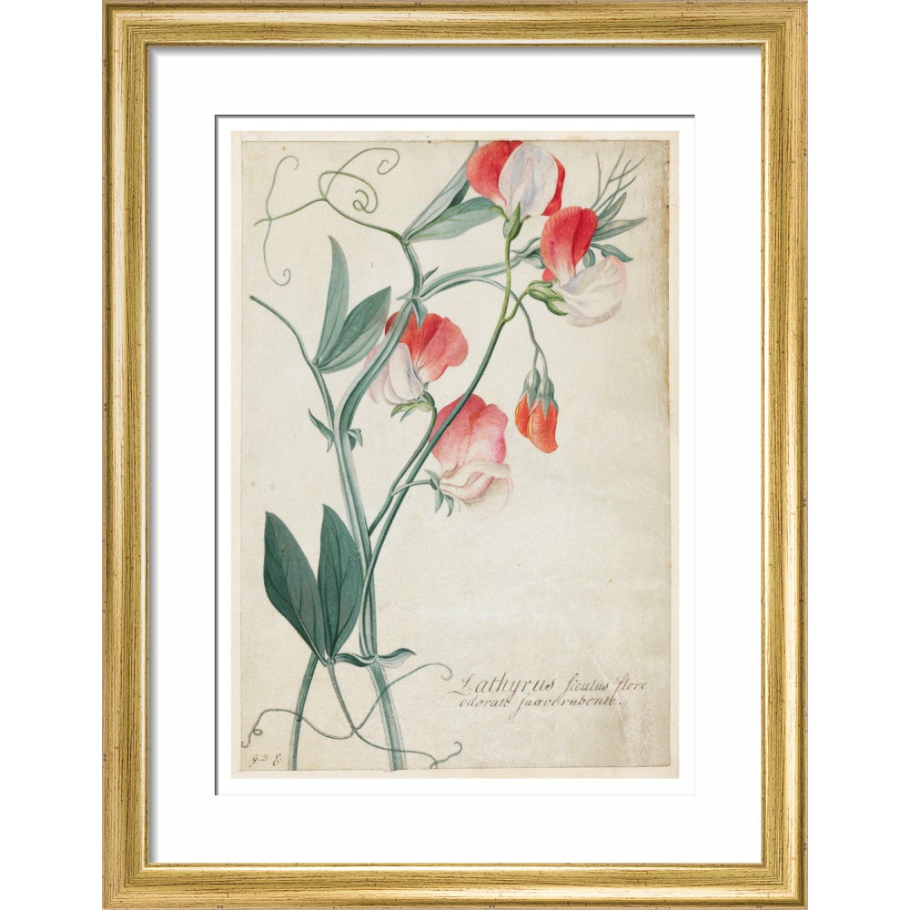 Sweet Pea - Art print
