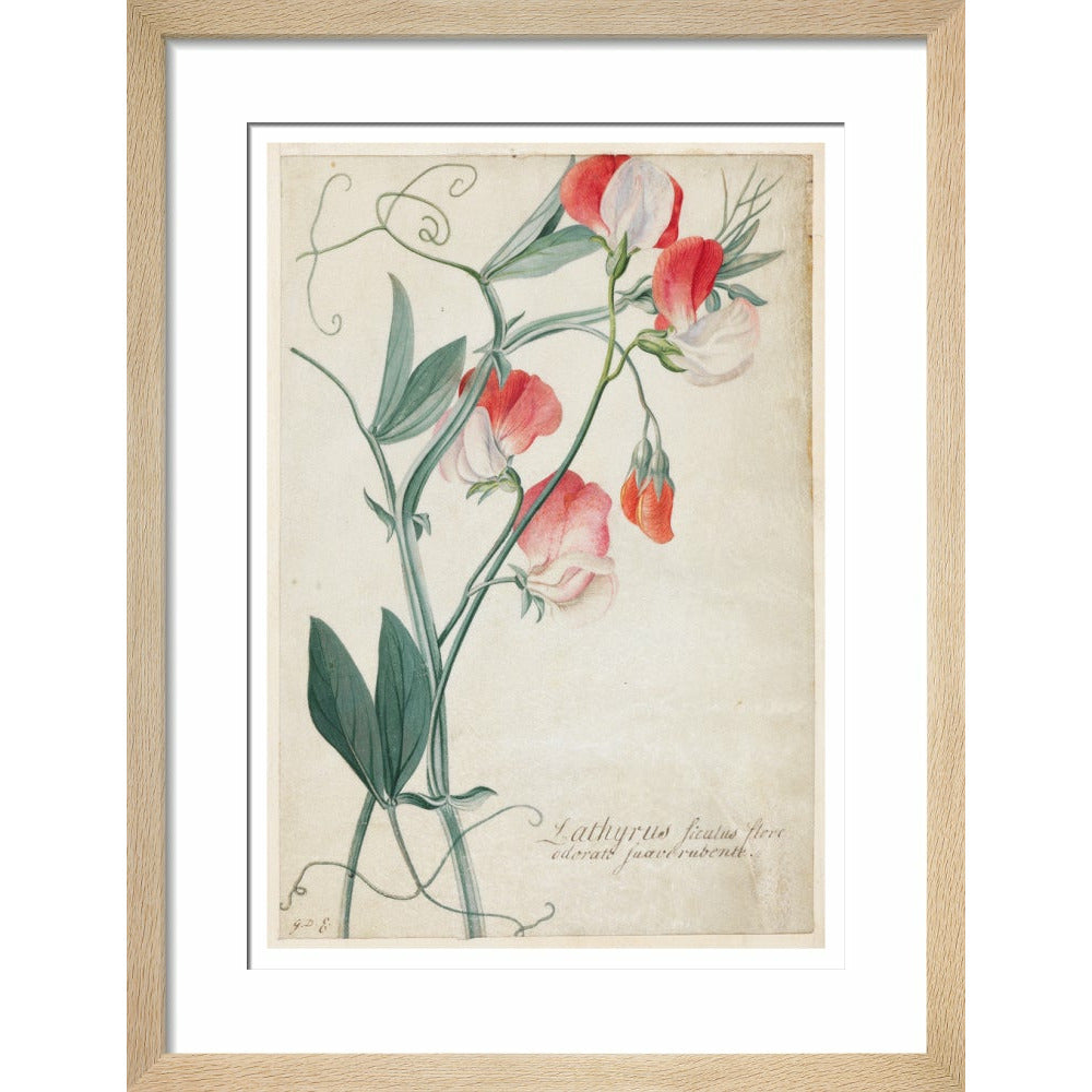 Sweet Pea - Art print