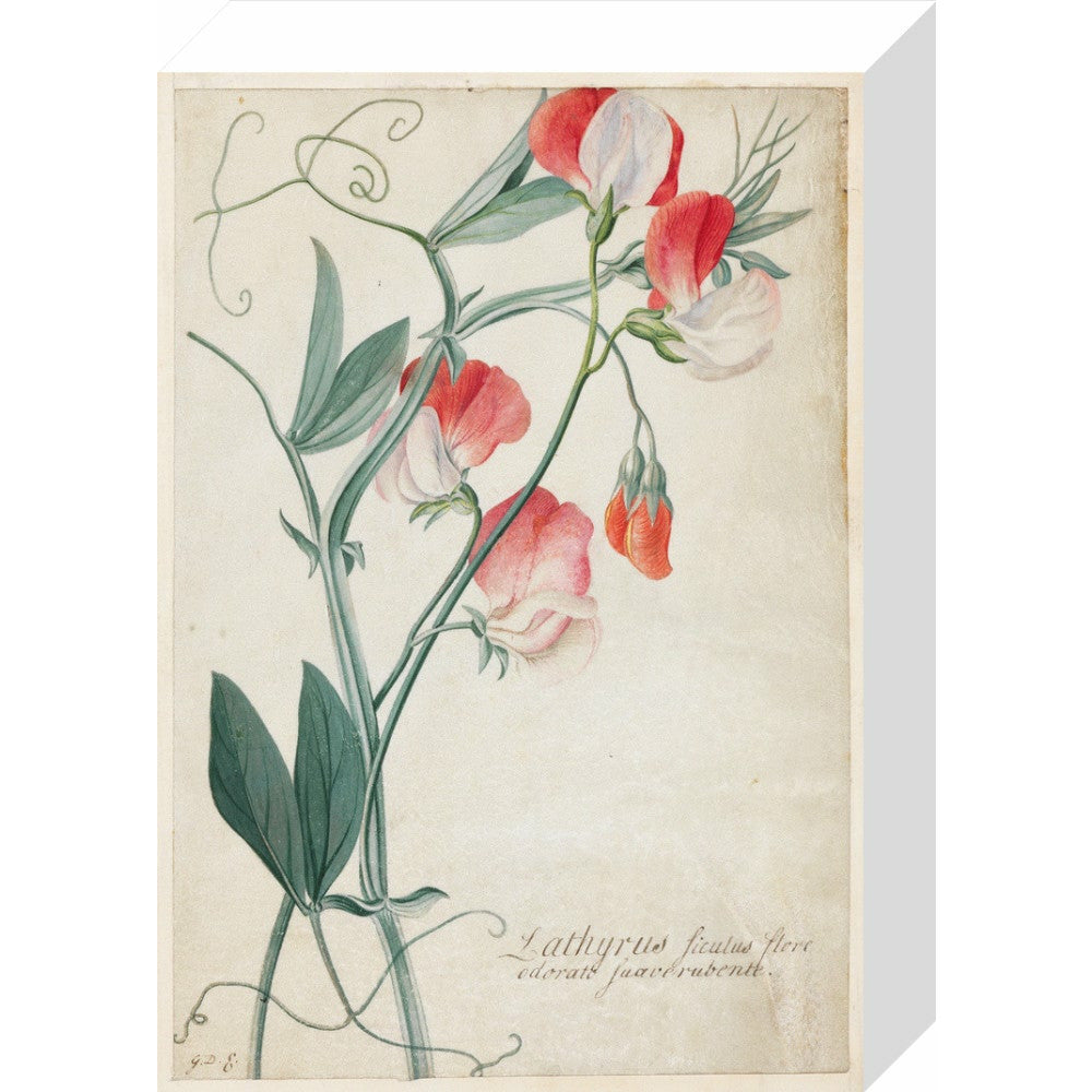 Sweet Pea - Art print