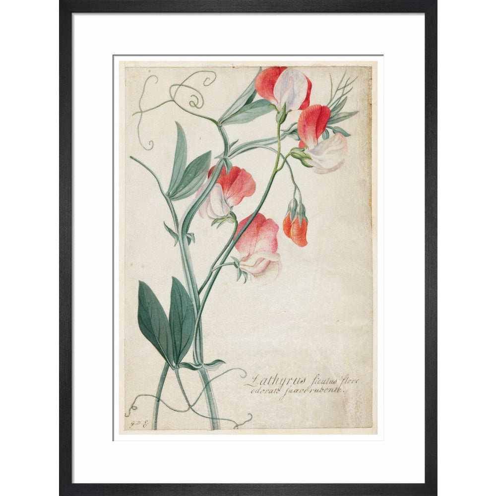 Sweet Pea - Art print
