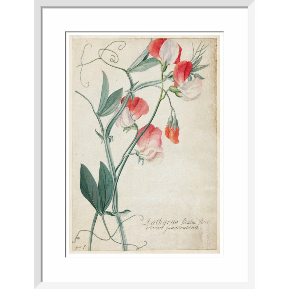 Sweet Pea - Art print