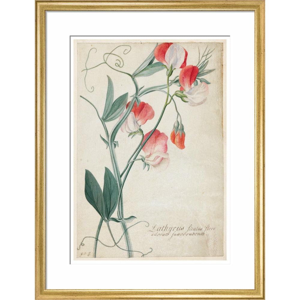 Sweet Pea - Art print