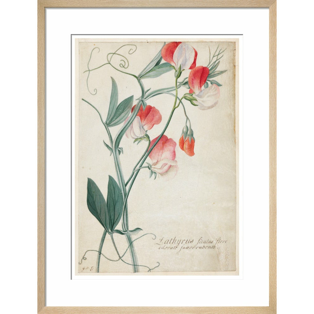 Sweet Pea - Art print