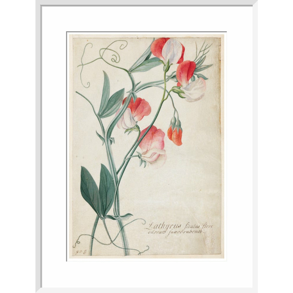 Sweet Pea - Art print