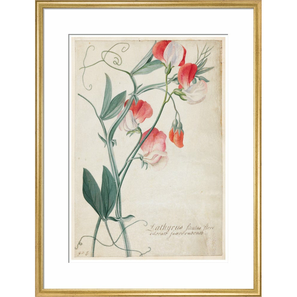 Sweet Pea - Art print