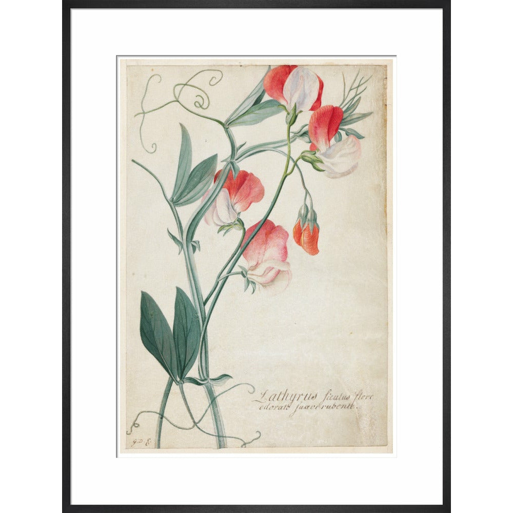 Sweet Pea - Art print