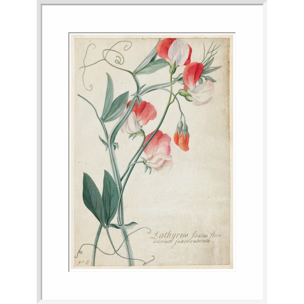 Sweet Pea - Art print