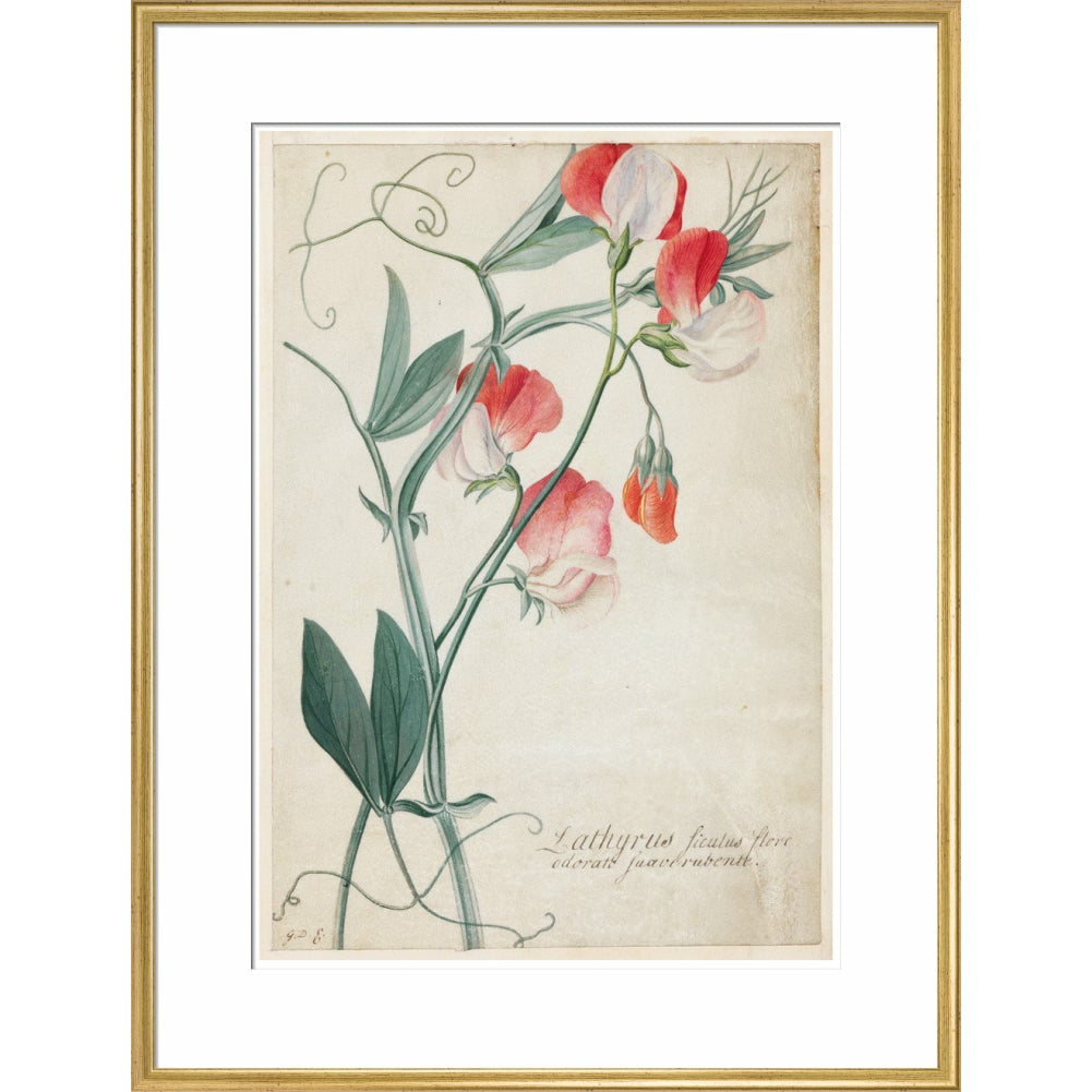 Sweet Pea - Art print